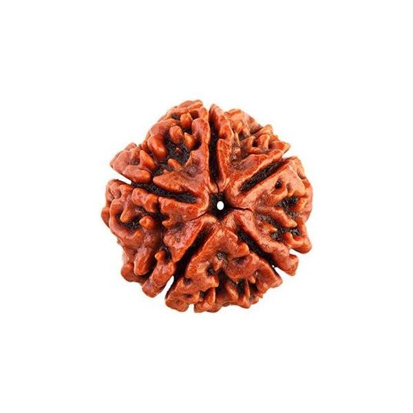 5 Mukhi Rudraksha