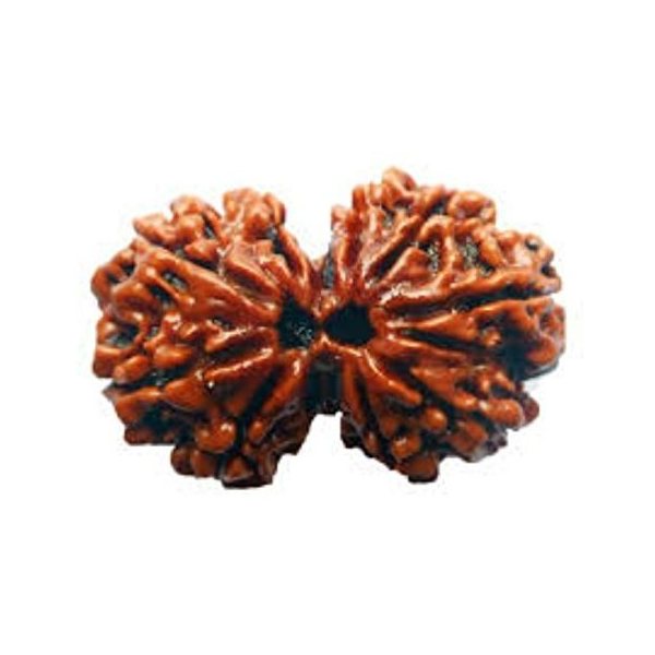 Gauri Shankar Rudraksha